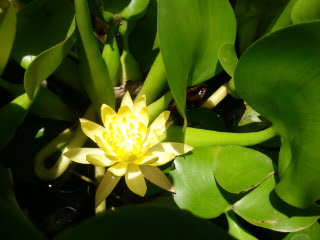 Lotus Flower